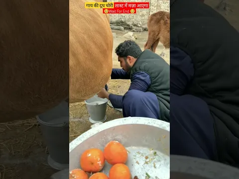 गाय की दूध चोरी cow milk theft #shorts #youtubeshort #shortsvideo #viralvideo #foryou #themttube