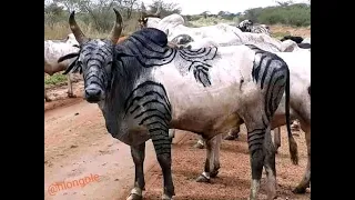 Bâ Demba Dangarou & Houleye Samba Deh