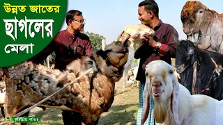724-অসাধারন বাংলার ছবি, সাথে দেখেনিন হরিয়ানা, তোতাপুরি, বারবারি জাতের ছাগল, গাড়ল ও দুম্বা Chitrapuri