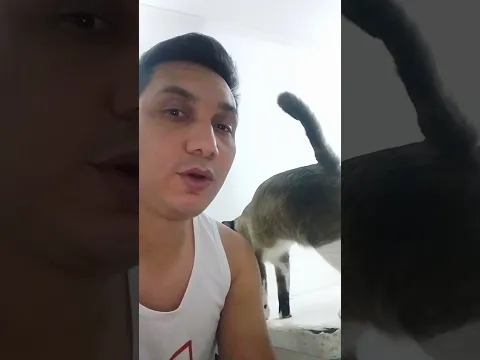 Coquito consentido #shorts #shortvideo #cat #gatos