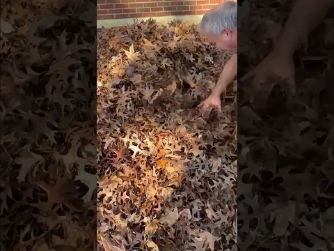 Baby Disappears into Leaf Pile