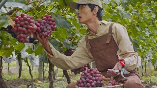 Our Grapes Are Fully Ready To Harvest Which Variety You Prefer?  Have Fun Picking