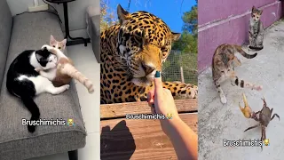 Este Video Tiene Más Gatos Traviesos De Lo Normal – Bruschimichis