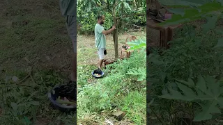 My first 🥇 grafting in🥭 Mango 🥭Tree and my first planting  practice started#planting #gardeningtip🥭5