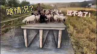 把路画断了，羊看到吓得都不敢再走了#3d