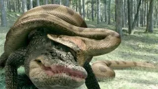 The Power Of Crocodile And Giant Python