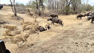 An EPIC SIGHTING! Battle between lions and buffalo 🦁🐃🤠