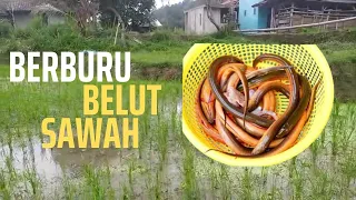 Dapet Banyak Banget! Belut-Belut Raksasa Tersembunyi di Sawah!
