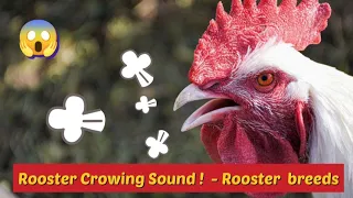 Rooster Crowing Compilation Plus - Rooster Crowing Sounds Effect | Sound of rooster crowing