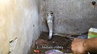 পৃথিবীর সবচেয়ে বিষাক্ত সাপ | most venomous snake in the world