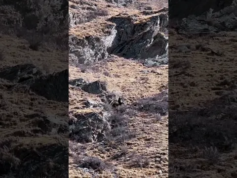 💥高原雪豹猎捕小牦牛！snow leopard hunting small yak! 太厉害了！#animal 【跟着图尔去旅行】