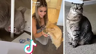 Cats on Drugs! 🤣 Funny Cats Compilation 😹