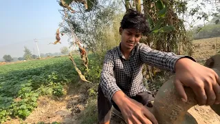“Aloo Ki Kheti: Pani Dene Ka Perfect Schedule”
