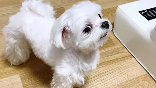 말대꾸 좀 하지마 보리야