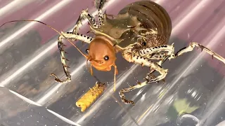 My tank locust farm (Cosmoderus femoralis)
