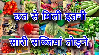 छत से मिली इतनी सारी सब्जियां देखकर हैरान हो जाओगे Terrace Garden Organic Vegetable Harvesting Video