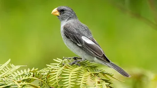 Picoplat wheeting and caw caw Singing