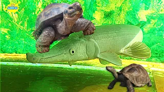 Vlog Jalan Jalan Lihat Ikan Aligator dan Kura Kura