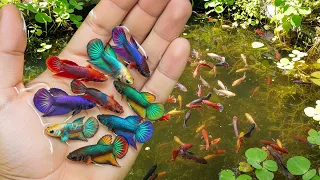 Catch colorful wild betta fish in the field by hand, wild ornamental fish, wild fighting fish