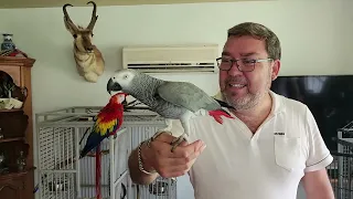 Bienvenue chez Nature Sauvage, Ep 03 Gris d'Afrique Gabon