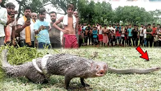 সর্বনাশ ! যে লড়াই সাপ কে মহা বিপদে ফেলেছে । সাপ বেজির কঠিন লড়াই Snake Vs Mongoose