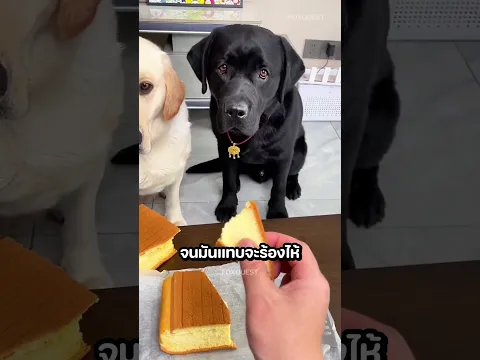 มิตรภาพที่ดีระหว่างเจ้าหมา 2 ตัวนี้ ที่ใครๆเห็นก็ต่างคาดไม่ถึง! 🐶☺️