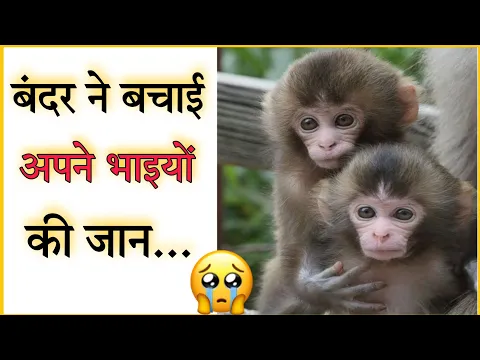 बंदर ने अपनी जान पर खेलकर बचाई भाइयों की जान 🥺 | #shorts