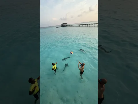 Shark volley in Maldives 🦈🏐👋🏼