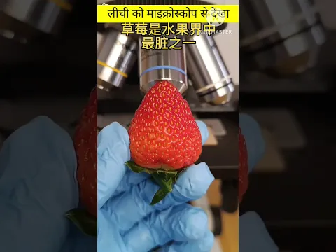 लीची को माइक्रोस्कोप से देखने पर कितना कीटाणु निकले #fact #short