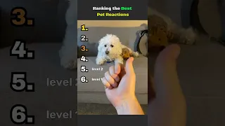 Ranking the Best Pet Reactions #funny #respect