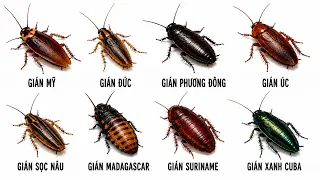8 Loài Gián Đáng Sợ Nhất Hành Tinh Đặc Biệt Là Con Số 7