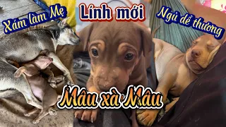 Bé Mâu thành viên mới và câu chuyện làm Mẹ của Xám SópBi