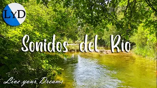 Sereno Verano 🐸 Relajante Sonido de Agua, Río y Pájaros para Descansar