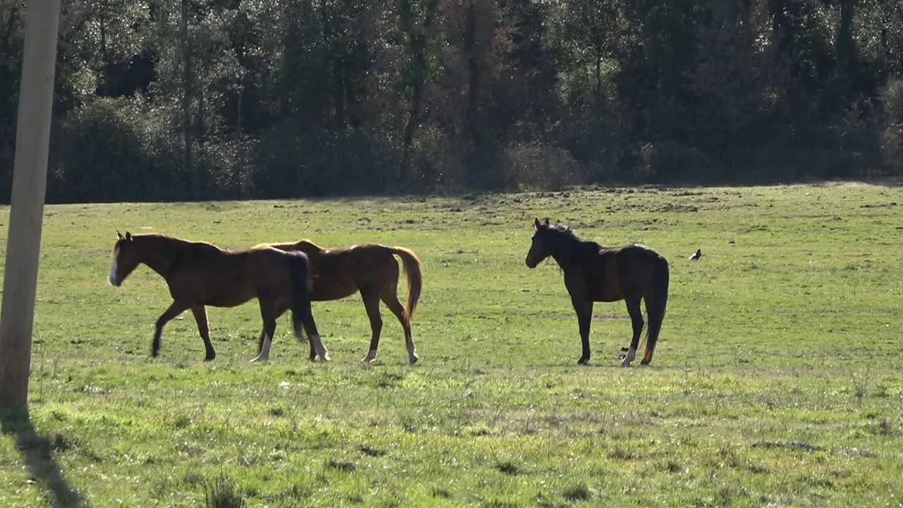 Creen una plataforma contra el parc d’animals previst a Sant Sadurní d’Osormort