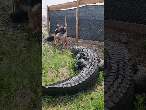 Elvis the Alligator! #shorts #alligator #Gators