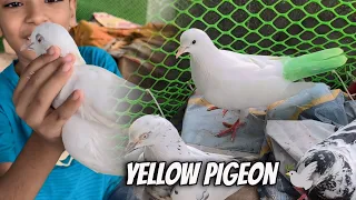 Yellow colour kar diya kabutar ko 😍😍😍 Green colour kiya kabutar ko 😱😍 | Talha Ali Vlogs
