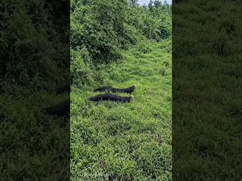 Alam tidak pernah benar-benar sunyi… ada kehidupan tersembunyi di balik setiap semak...🌿🍃