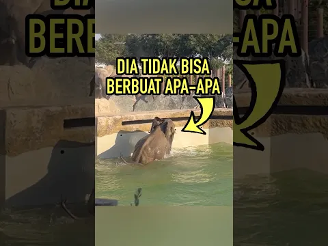 Gajah Ini Mengejutkan Semua Orang