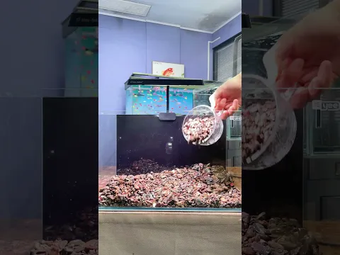 What kind of fish should I raise? #fishkeepingdiary#novicefishkeeping#openingtank#fishtank
