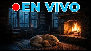🔴 Ponle ESTO a tu Perro o Gato si se quedan Solos | Lluvia y Cabaña EN VIVO 🌧️