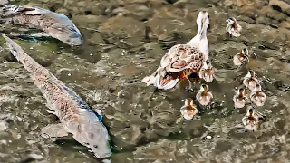 ヒナが1羽だけ登れなかった時【カルガモ親子】