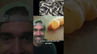 RAINHA CUPIM, já foi uma aleluia | Pidobiologia