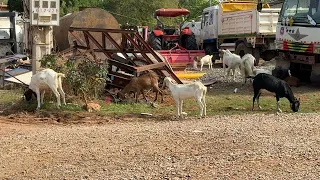 Goats Out on Pasture | Vlog 02
