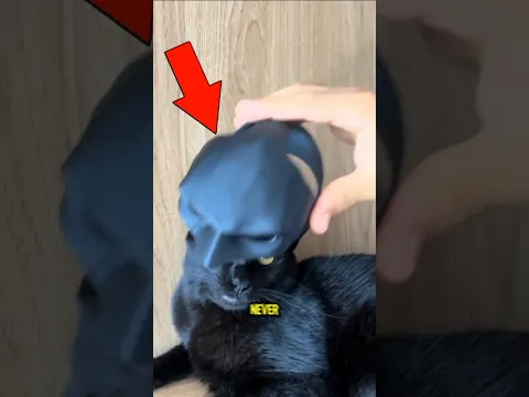 Never Put This Mask on Your Cat... Here’s Why! 😱