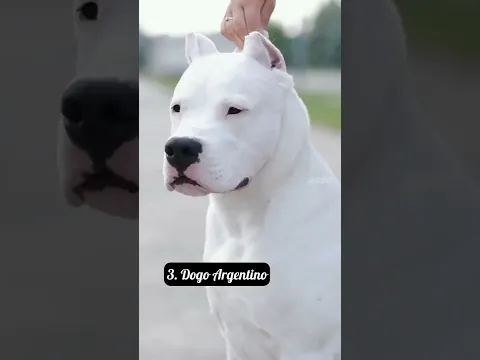 the most DANGEROUS dog breeds! 😡😡🔥 Part 2 #shorts