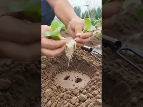 Amazing Farming Skills! 🌱 Watch This Perfect Soil Preparation & Garden Planting Technique 🚜