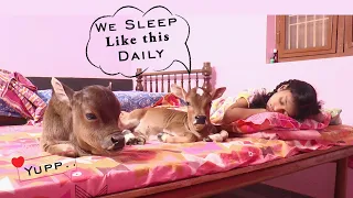 Small Miniature  Cows Which could be raised Under the Bed at Home 😍 | Cutest Cows