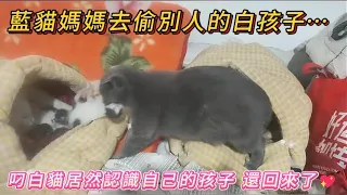 藍貓媽媽去偷別人的白孩子🤣… 白貓媽媽居然認識自己的孩子💖 還叼了回來‼️#cat #cute #catvideos #cutecats
