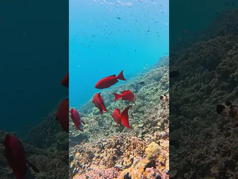Beneath the surface, a world of colour and life awaits