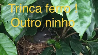 Trinca ferro !! Outro ninho !!